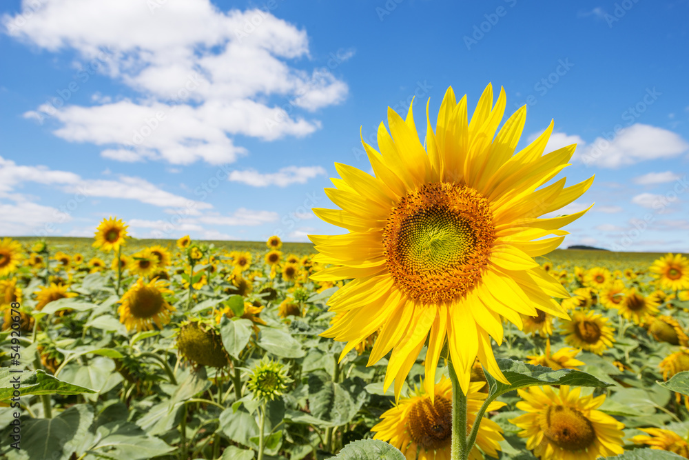 Fototapeta premium sunflower