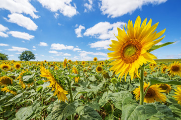 Wandcirkels Zonnebloem Zonnebloemen op veld met blauwe lucht  © Vera Kuttelvaserova