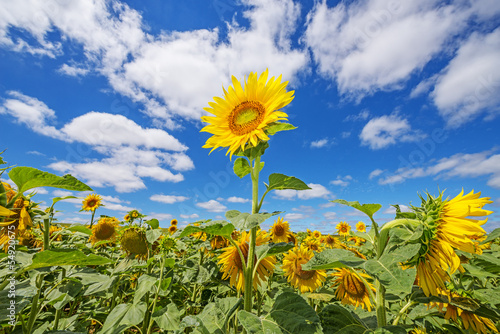 Fototapeta Naklejka Na Ścianę i Meble -  sunflowers and blue sky
