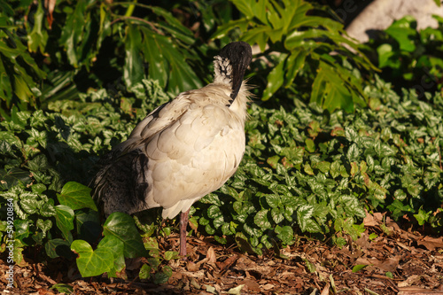 grooming ibis