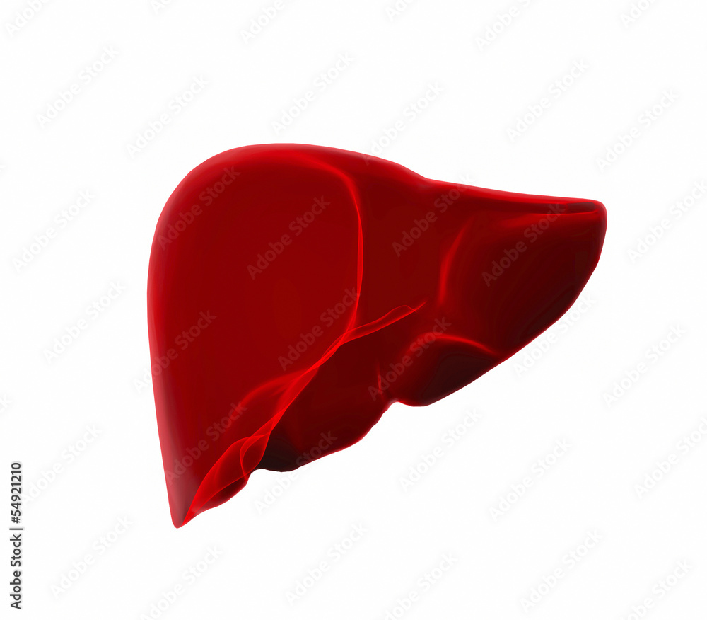 human liver in x-ray view Stock Illustration | Adobe Stock