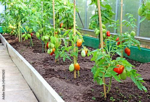 Tomatoes in a greenhouse