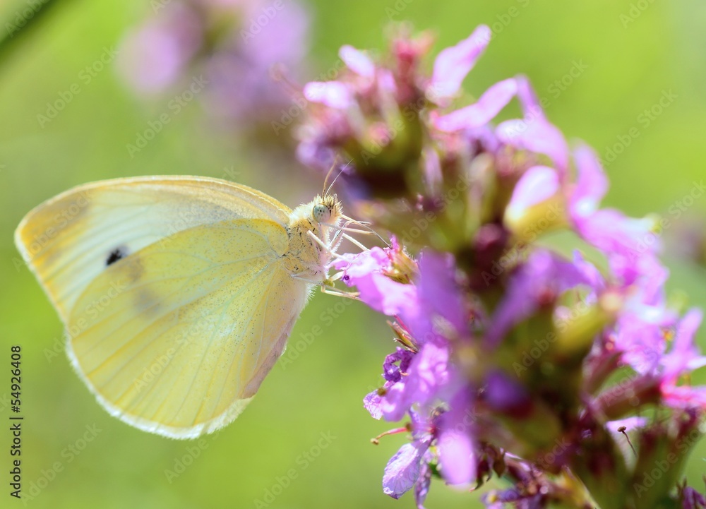 Beautiful Cabbage white butterfly feeds the nectar. Beautiful Cabbage white butterfly feeds the nectar.