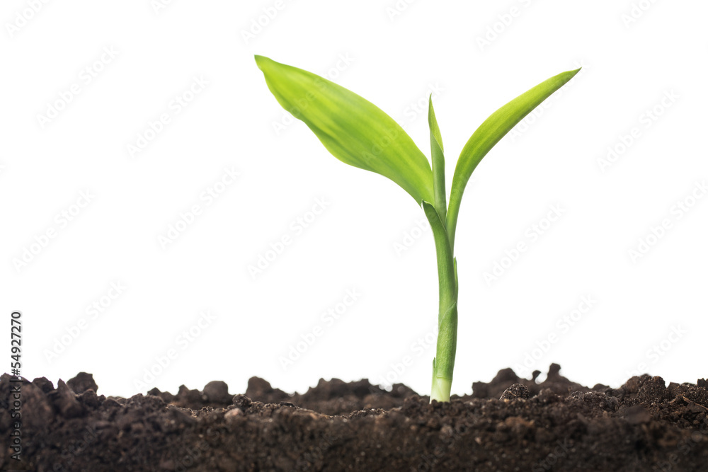 Small plant growin up from the soil isolated on white Small plant growin up from the soil isolated on white