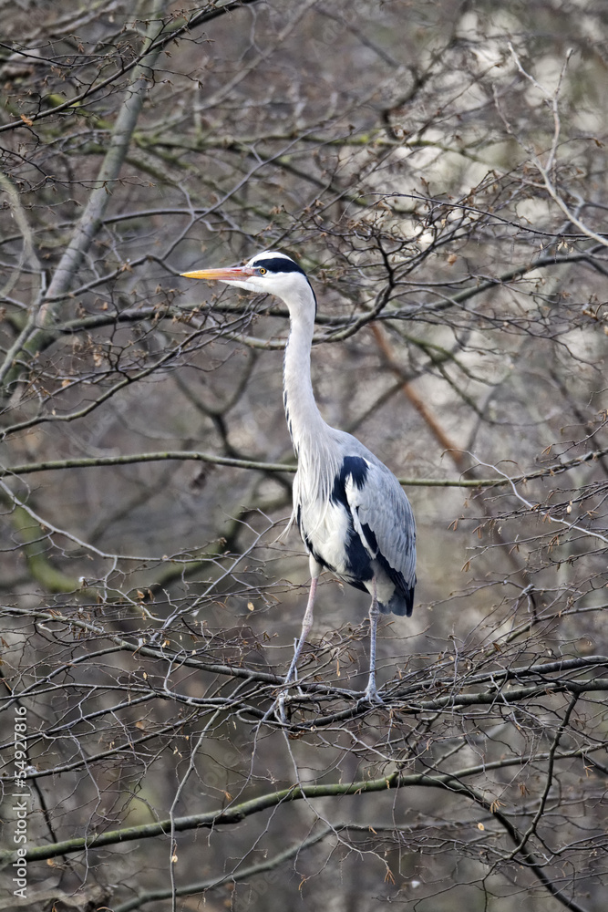 Fototapeta premium Grey heron, Ardea cinerea