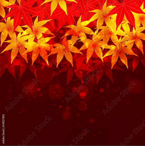 もみじ　紅葉　背景