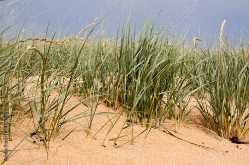 Oyats sur la dune