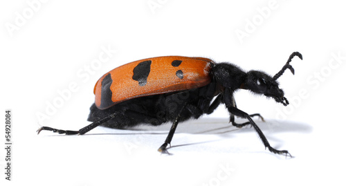 Checkered beetle red black bug Cleridae