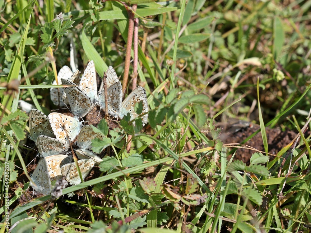 Silbergrüne Bläulinge (Polyommatus coridon) auf Tierkot Silbergrüne Bläulinge (Polyommatus coridon) auf Tierkot