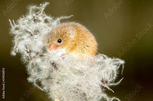 Harvest Mice on a soft fluffy seed head