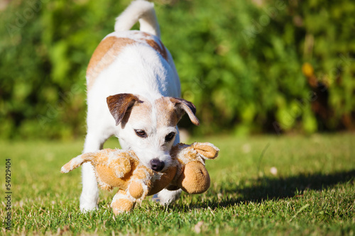 Vászonkép Parson Russell Terrier spielt mit Stofftier