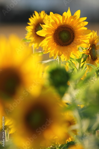Fototapeta Naklejka Na Ścianę i Meble -  Sonnenblume / Helianthus annuus / sunflower