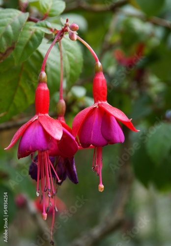 red and lila flower of fuchsia