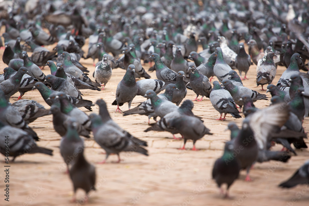 A group of pigeons in Kathmandu A group of pigeons in Kathmandu