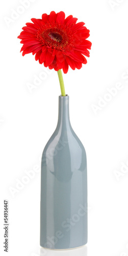 Beautiful gerbera in vase isolated on white