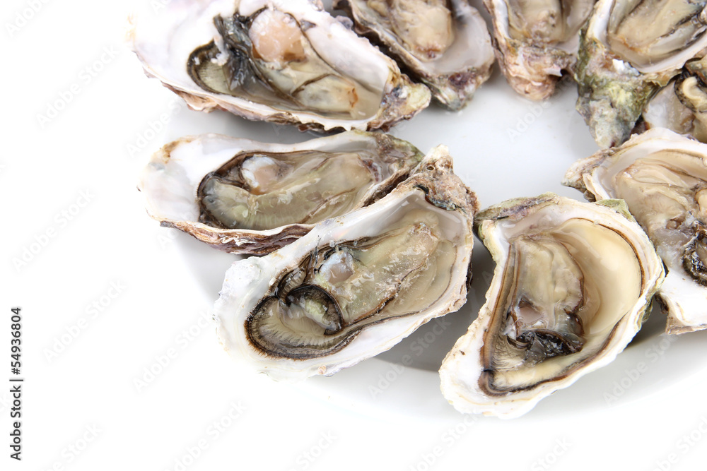 Oysters isolated on white Oysters isolated on white