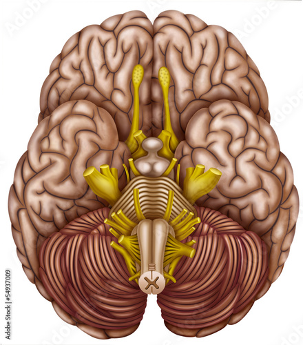 vista inferior del cerebro humano photo