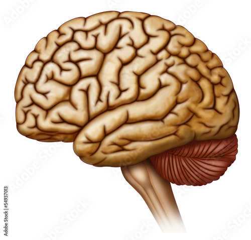 Fotografía vista lateral del cerebro humano