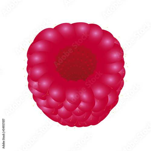 raspberries on white background