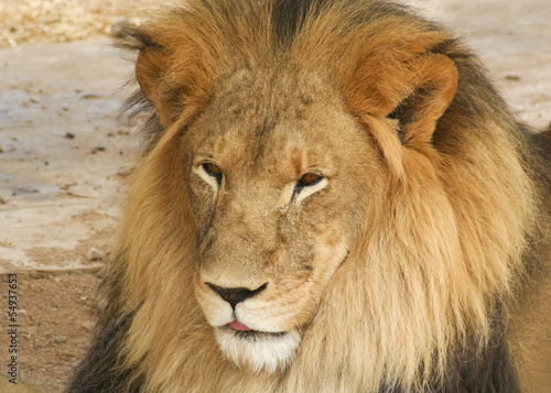 Fototapeta Naklejka Na Ścianę i Meble -  A Portrait of an African Lion Male