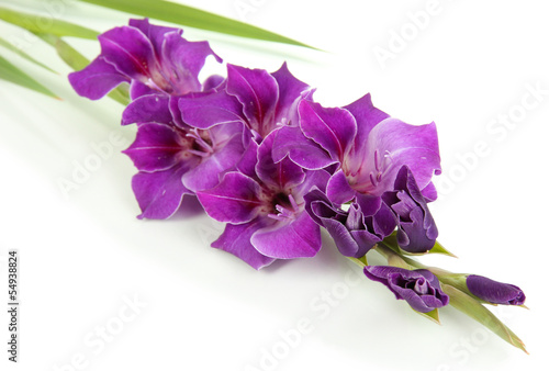 Fototapeta Naklejka Na Ścianę i Meble -  Beautiful gladiolus flower isolated on white