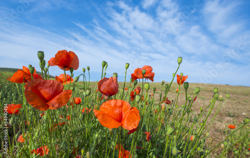 Fototapeta Naklejka Na Ścianę i Meble -  poppies on a meadow