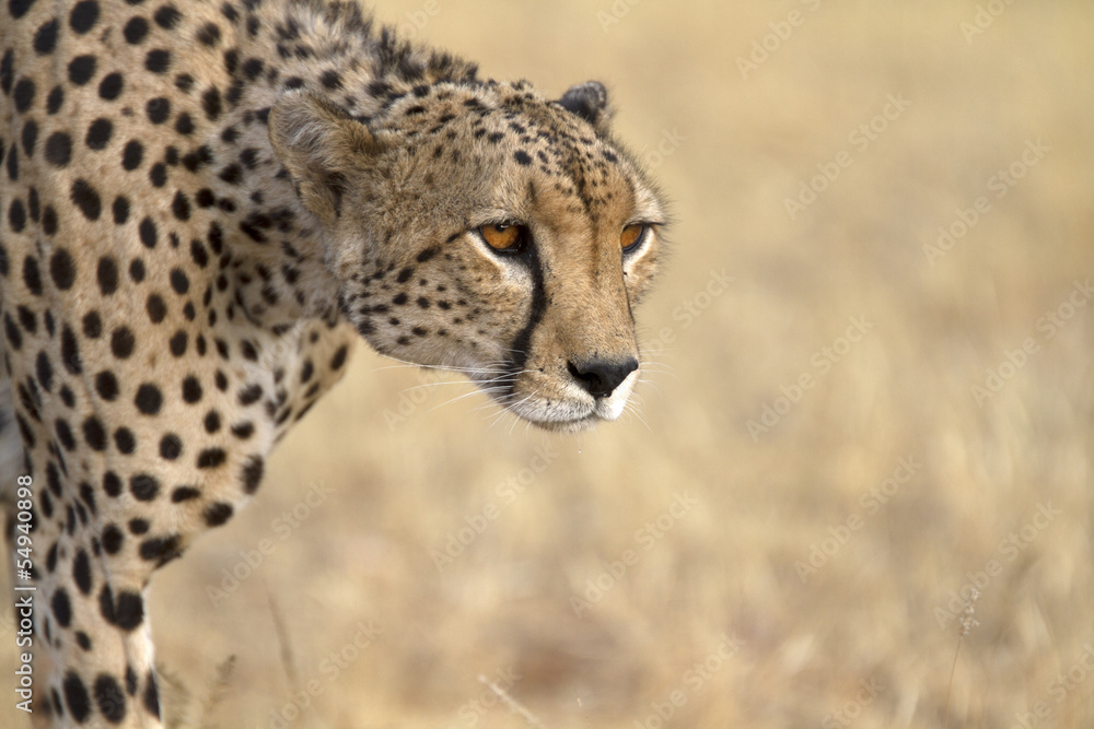 Portrait of wild cheetah walking Portrait of wild cheetah walking