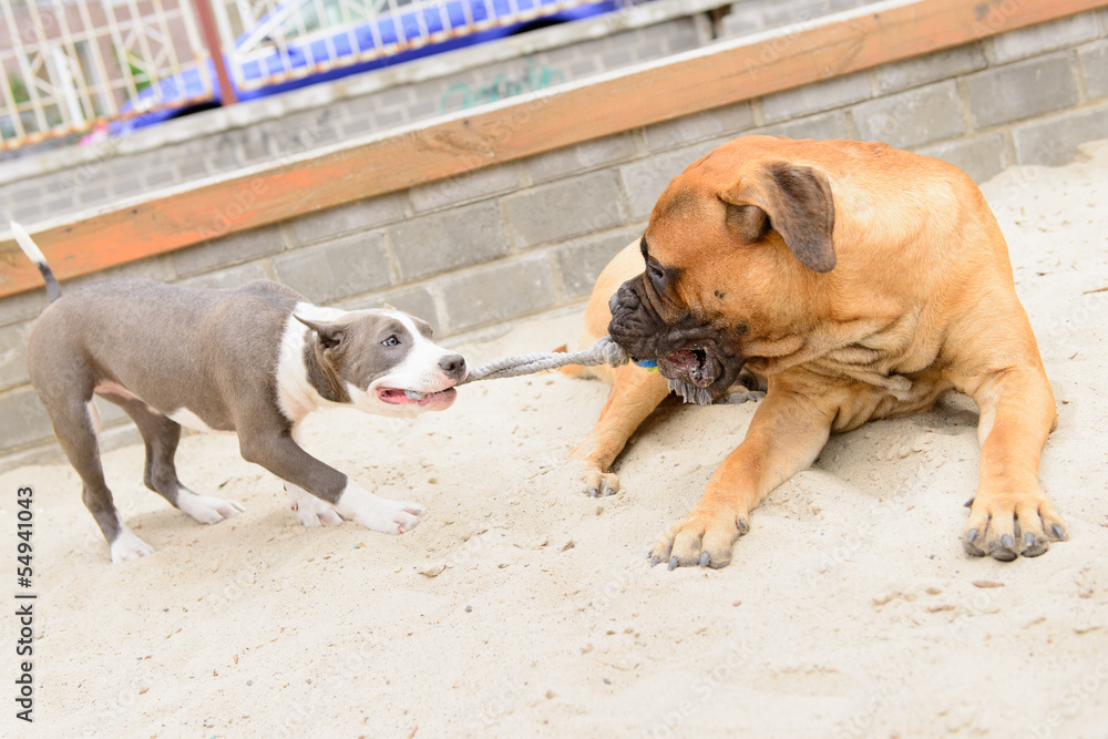 Two dogs play Two dogs play