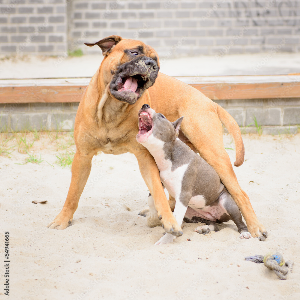 Two dogs play