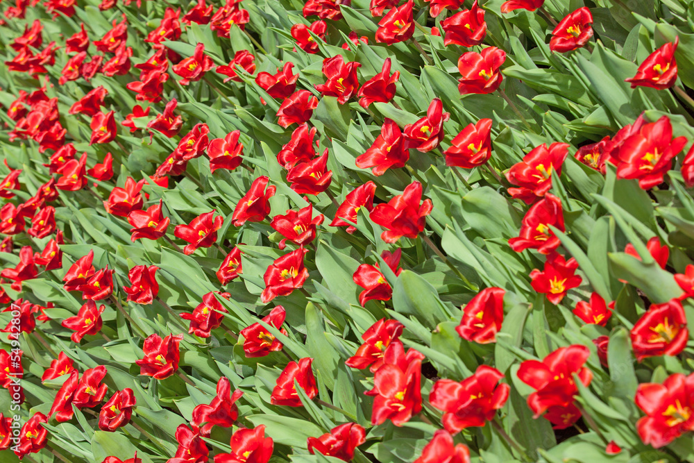 Field of colorful tulips