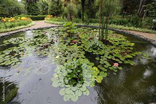 Fotografia Pond with water-lilies in a botanical garden
