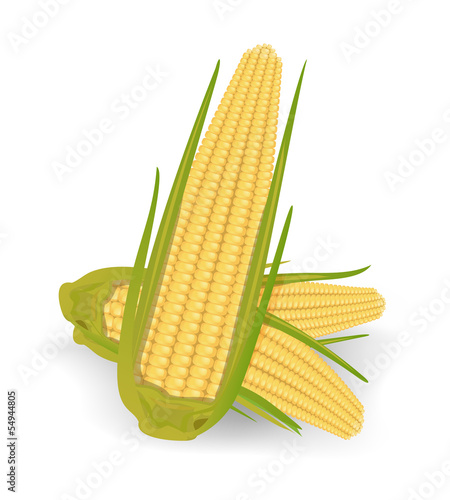 corncob
