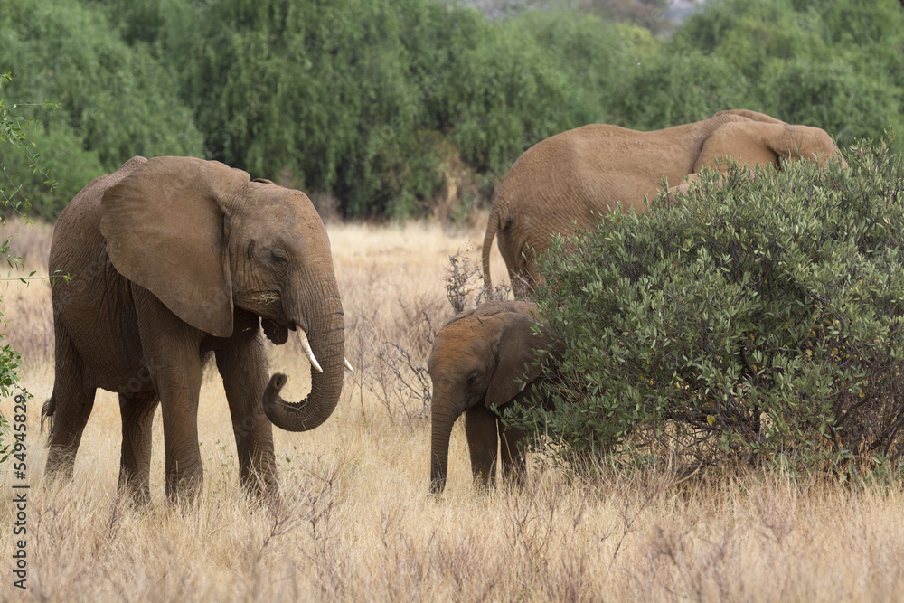 Young and baby elephants