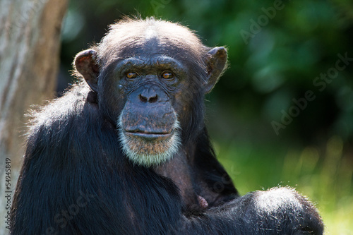 Chimpanzee Fototapet