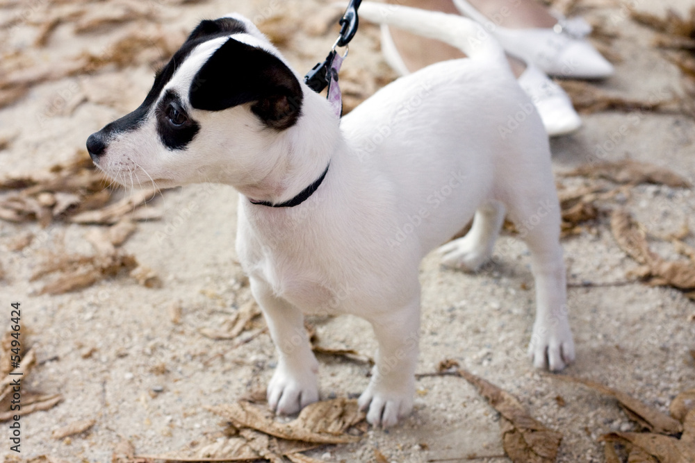 Chiot et escarpins