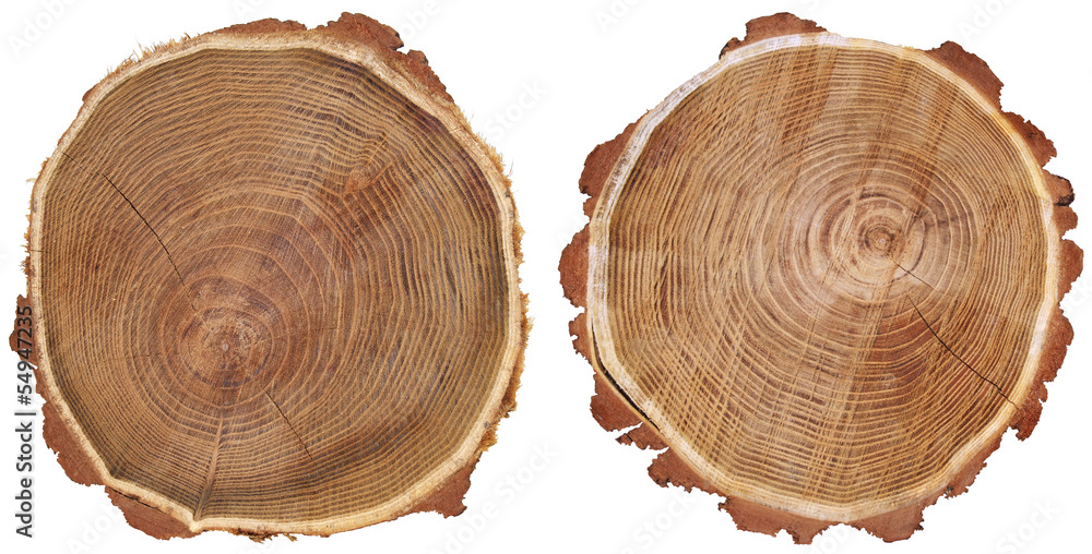 Cross section of tree trunk isolated on white background - obrazy, fototapety, plakaty 