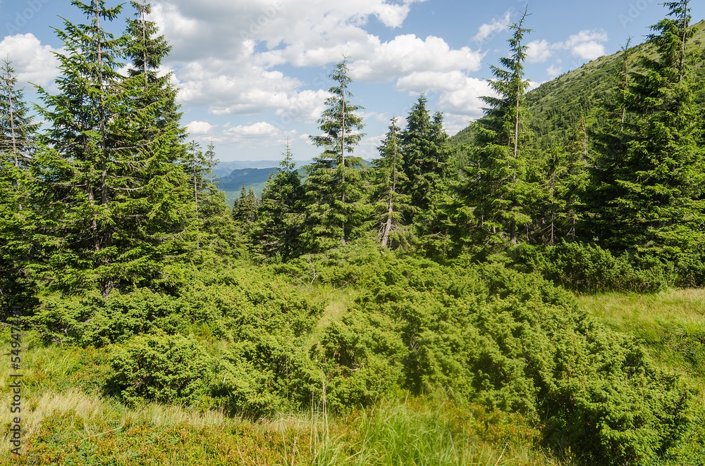 Carpathian Mountains in Ukraine Carpathian Mountains in Ukraine