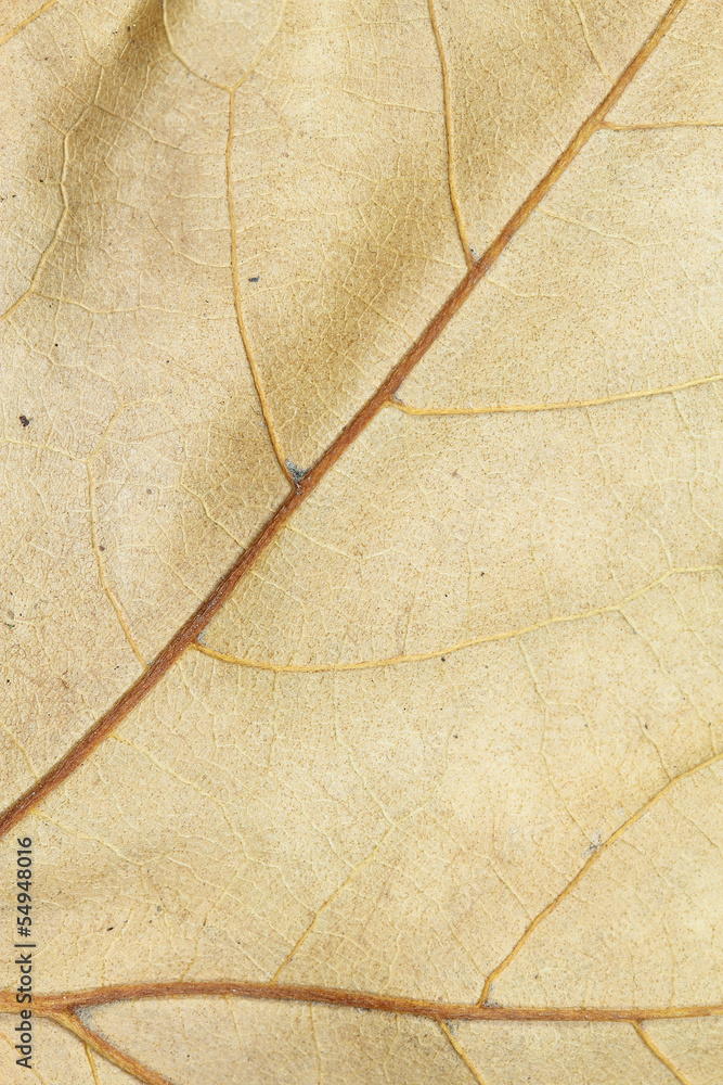 Fototapeta premium dry leaf background