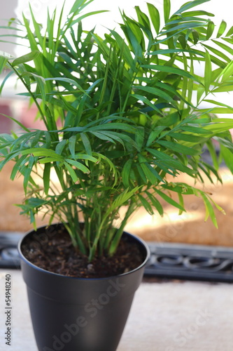 Parlor Palm