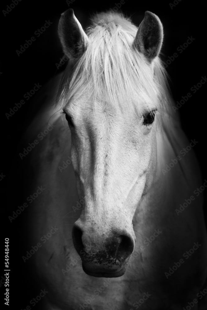 Obraz premium Biały koń jest czarno-biały; portret sztuki