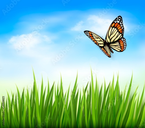Nature background with green grass and butterfly and blue sky. V © ecco
