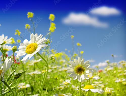 daisy flowers