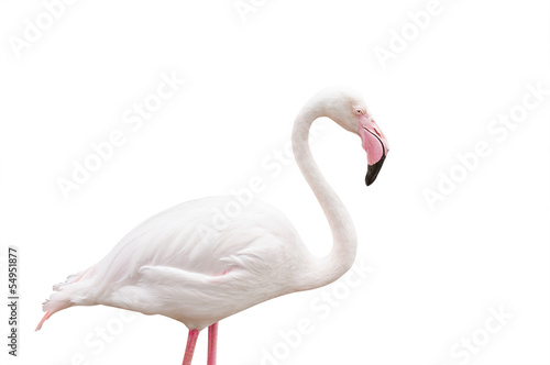 Portrait Of A Flamingo On White Background