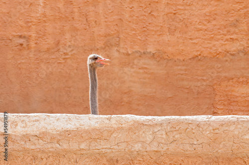 Ostrich head photo