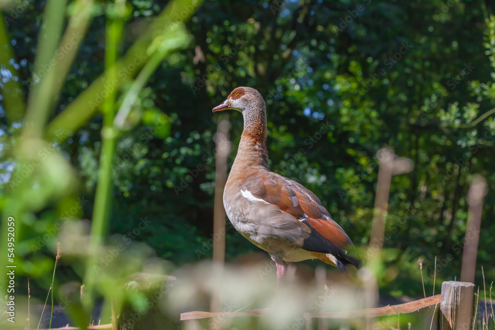 Fototapeta premium Egyptian Goose