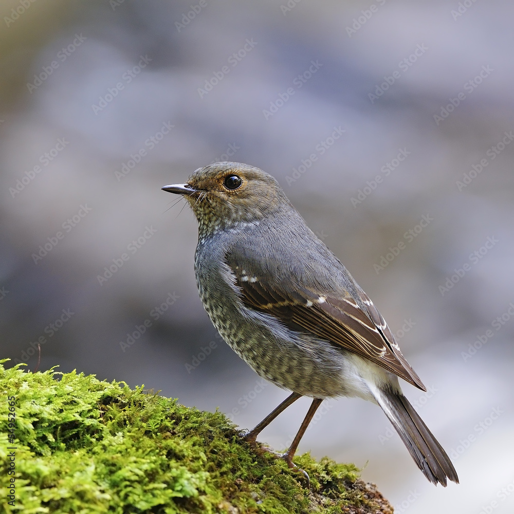 Fototapeta premium female Plumbeous Redstart