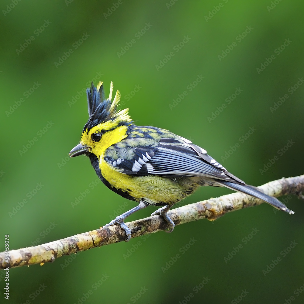 Fototapeta premium male Yellow-cheeked Tit