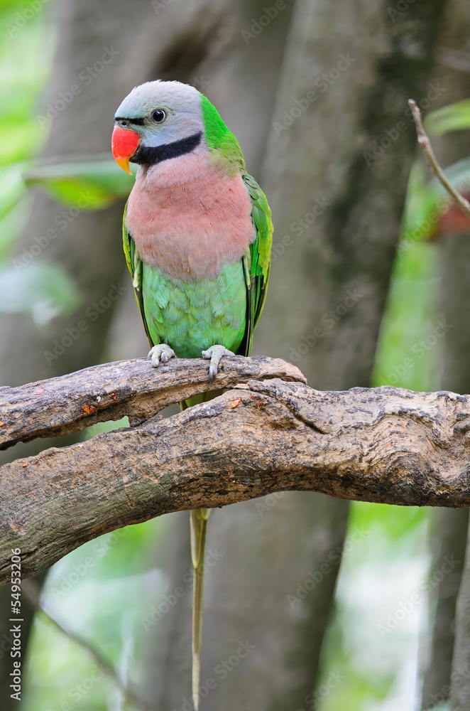 Obraz premium Red-breasted Parakeet
