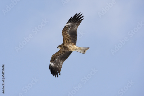 Black-eared kite  Milvus lineatus