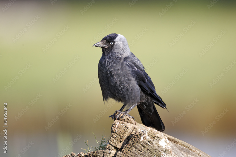 Fototapeta premium Jackdaw, Corvus monedula